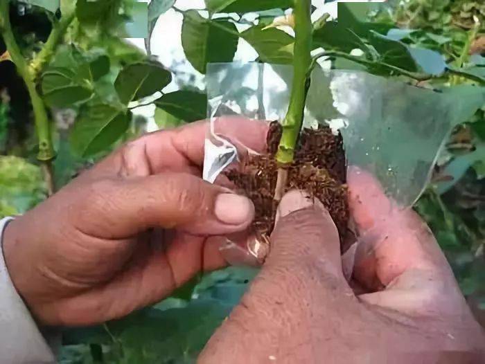 这样做苗木可以快速生根