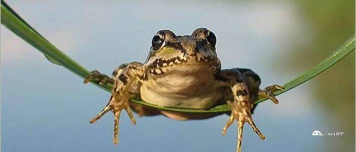 嗓门大是因为嘴大给牛蛙做个ct看看