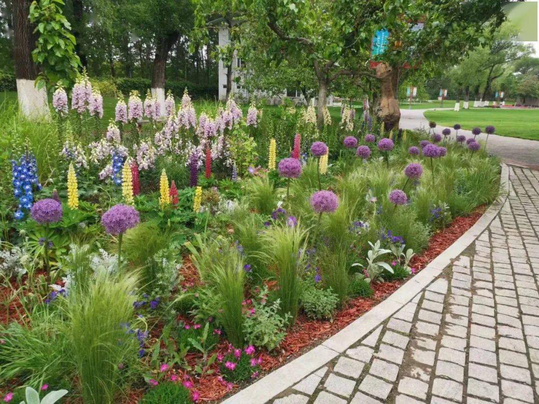 观赏草也有大魅力,墨西哥羽毛草还原真实的自然之美