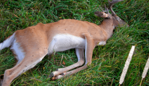 农场和野生动物管理区惊现"僵尸鹿"!