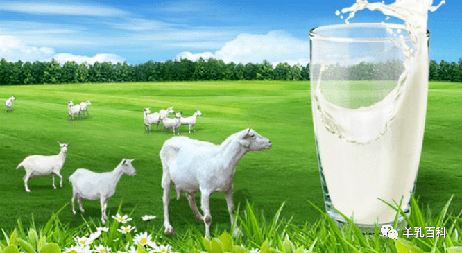 羊奶含有丰富的dha促进宝宝智力和视力发育
