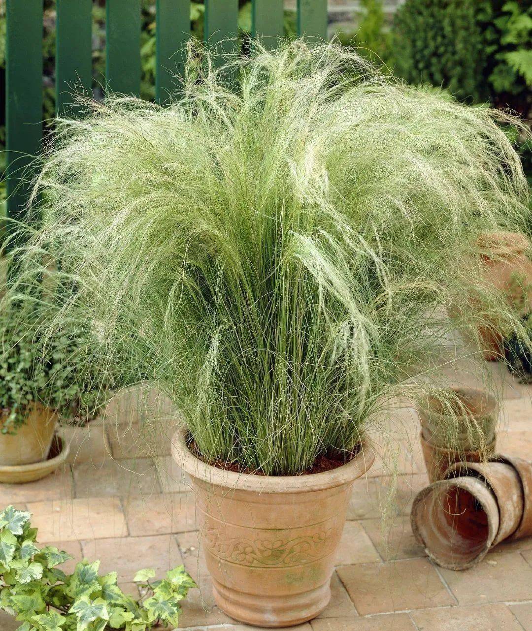 观赏草也有大魅力墨西哥羽毛草还原真实的自然之美