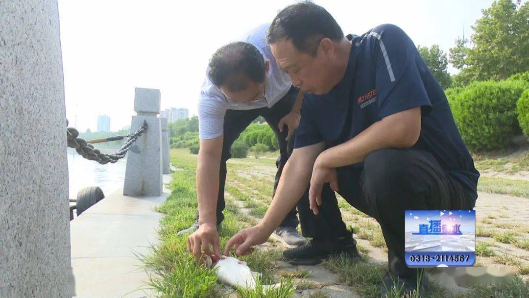 9丨身边】滏阳河频现死鱼?记者探究真相_衡水市