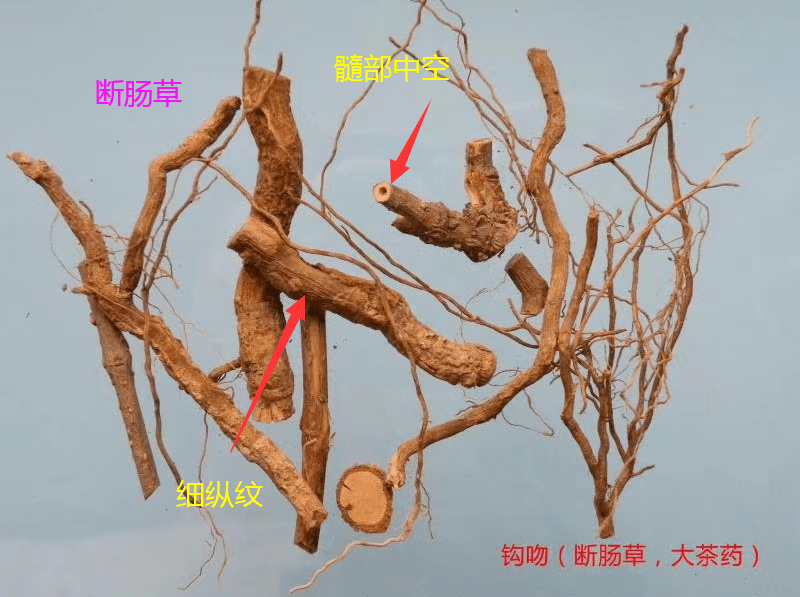 饮五指毛桃汤后中毒晕眩警惕混入这东西有致命危险