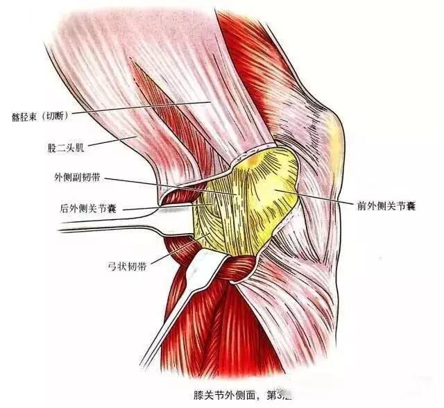 膝关节解剖