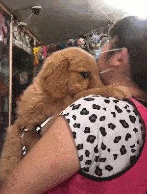 小金毛被主人强吻后惊喜的一幕发生了