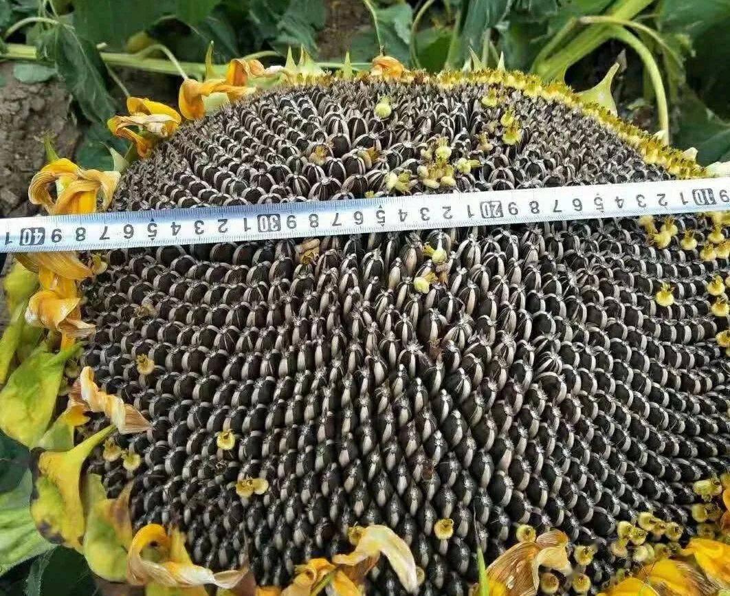 五个因素造成向日葵空壳影响结实率