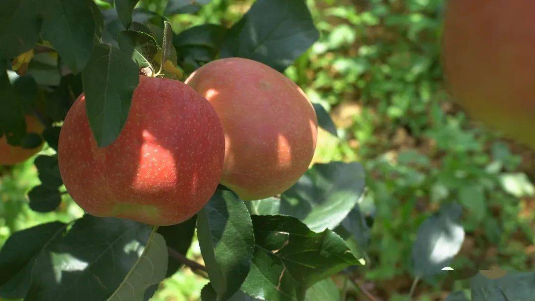 好在曲靖直播带货马龙爽口的歪苹果遇上生态的土鸡蛋可不仅仅只是遇见