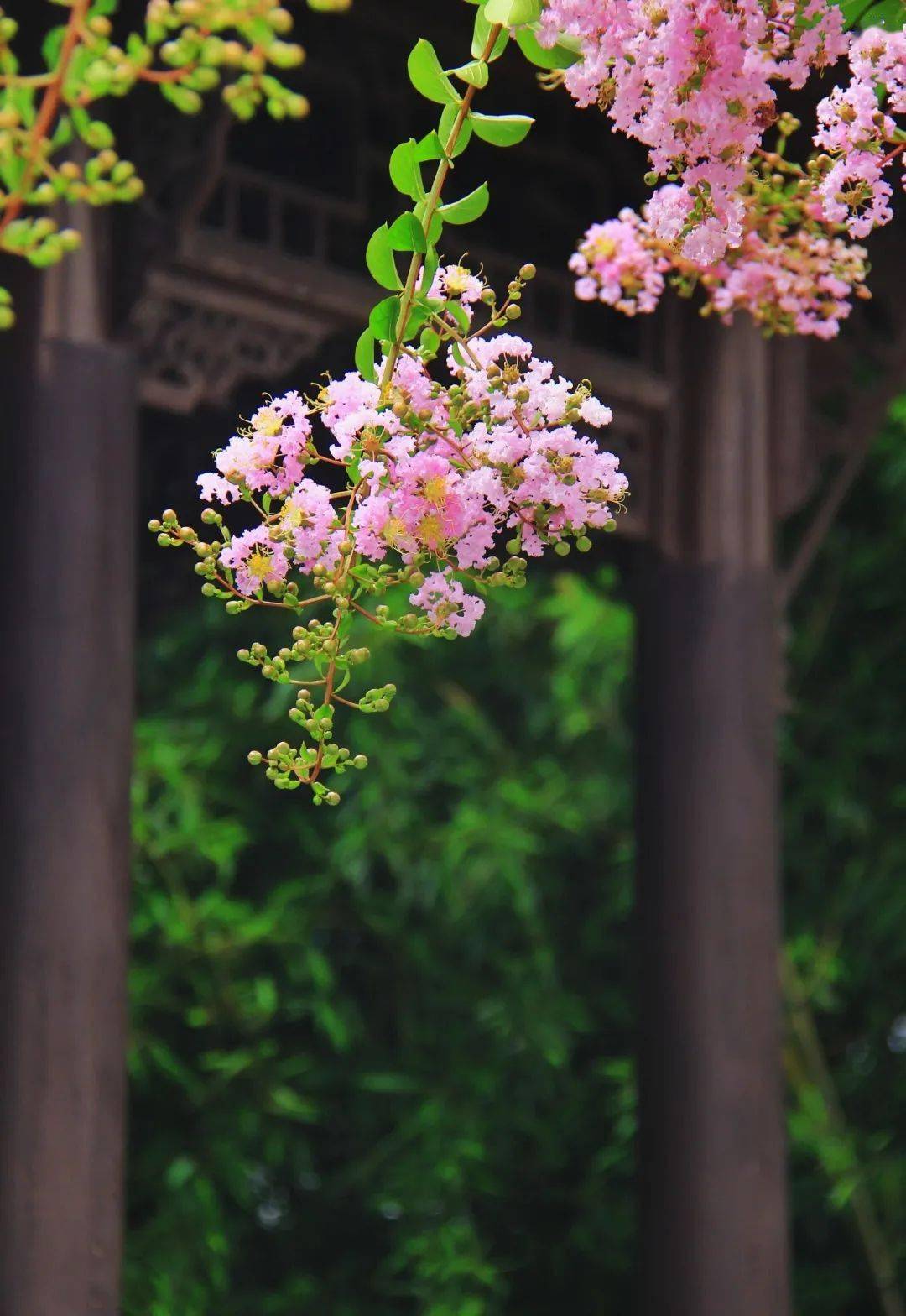 一花红百日