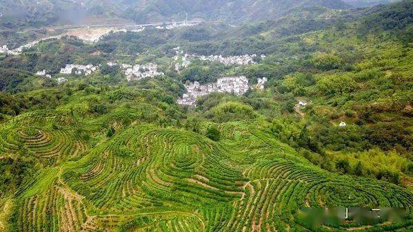 67歙縣三陽鎮嶺腳驚現指紋村