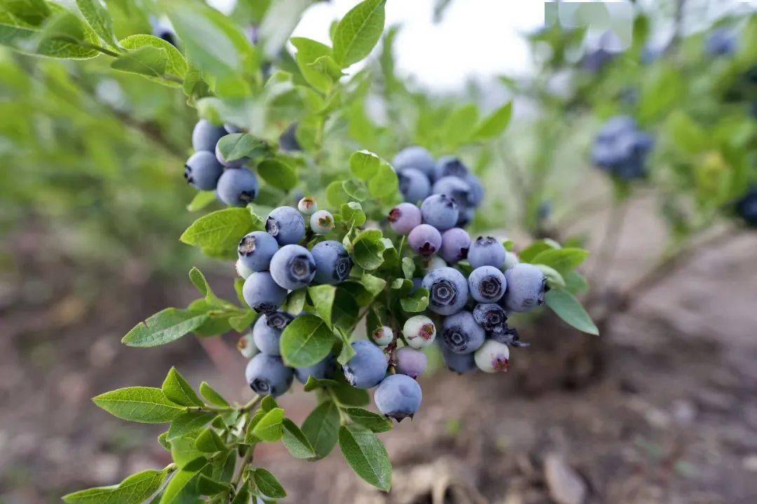 蓝莓季你吃过野生蓝莓吗跟随新华社记者去大兴安岭采蓝莓喽
