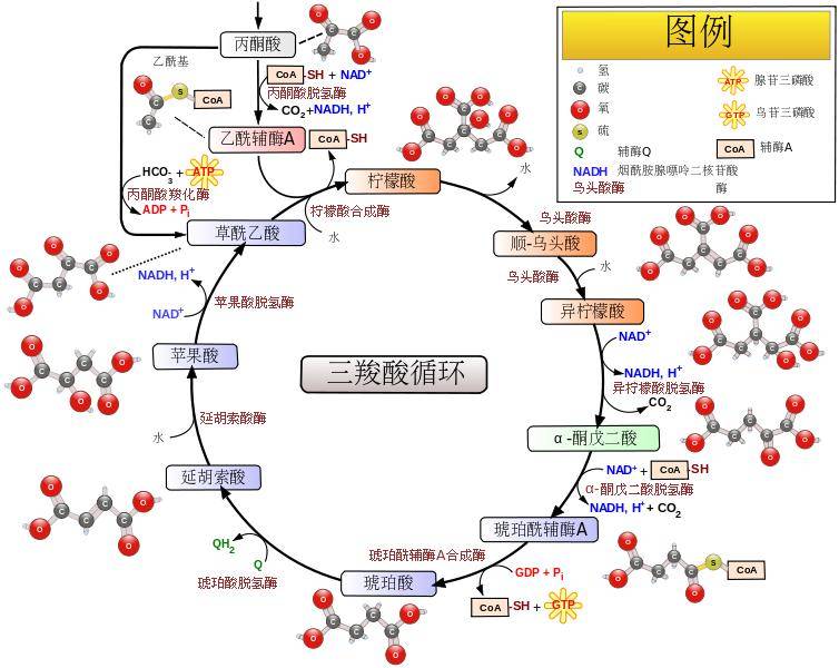 需要利用nad  / nadh的生化反应包括酒精代谢,糖酵解,糖异生,脂肪酸