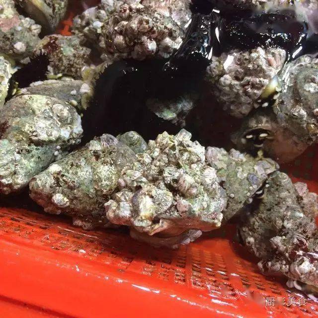 跳螺此螺也叫做跳螺,天然野生.