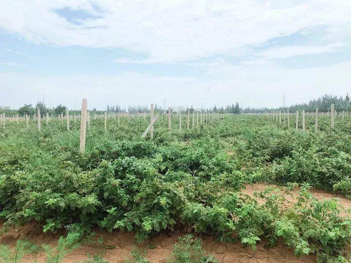 103761约吗闽宁棚湖湾红树莓采摘节千亩树莓随意吃