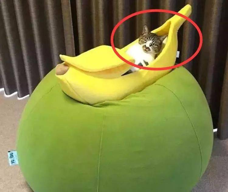 香蕉里长出了猫?撕开的一瞬间太萌了,猫咪:好喜欢我的新家