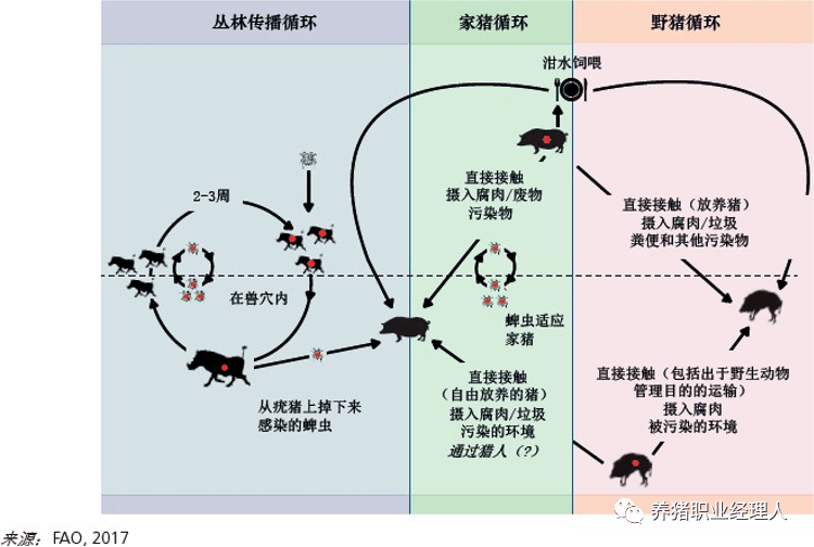 非瘟的传播途径有哪些