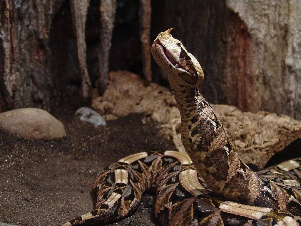 加蓬咝蝰蛇有多可怕图片