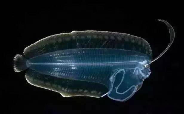 比目鱼幼体☆小鲨鱼它小时候是透明的哦!