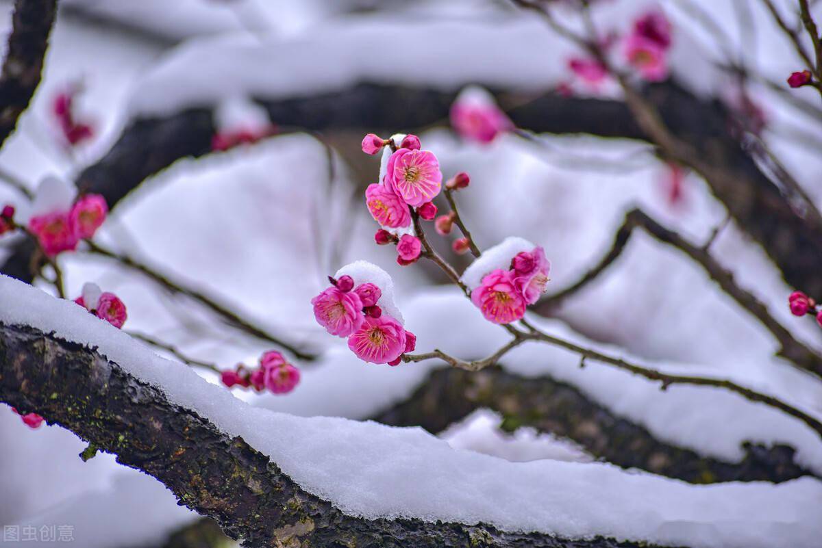 上联红梅含苞傲冬雪求下联