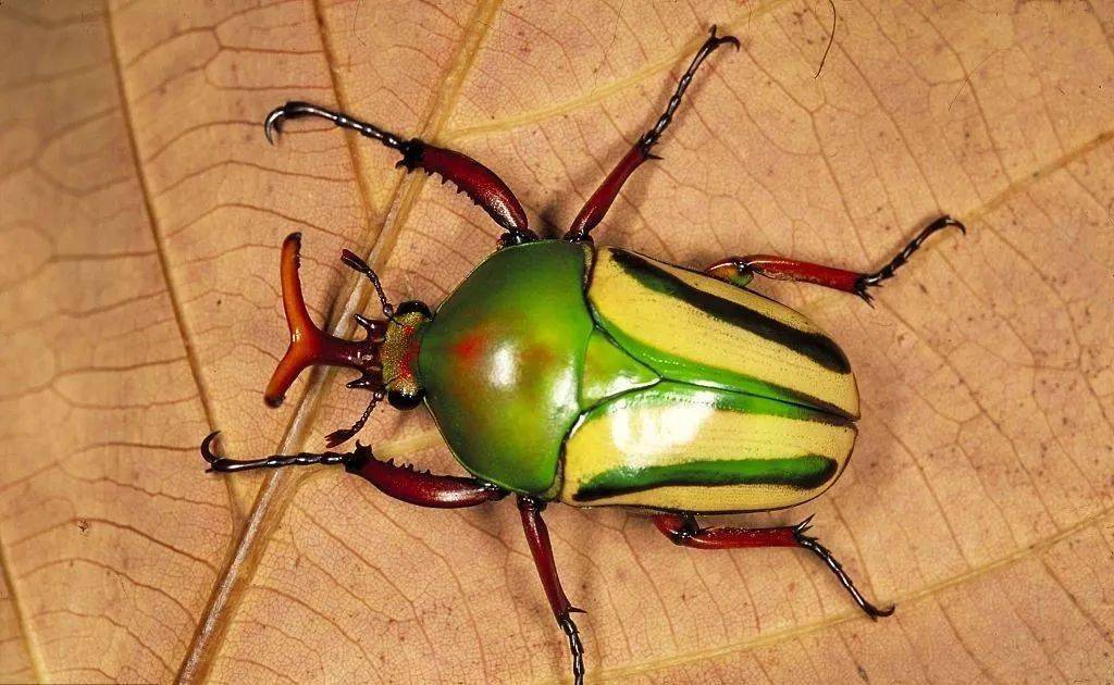 如今他们身披铠甲曾经柔软的身体……独角仙,金龟子和锹甲活体战士