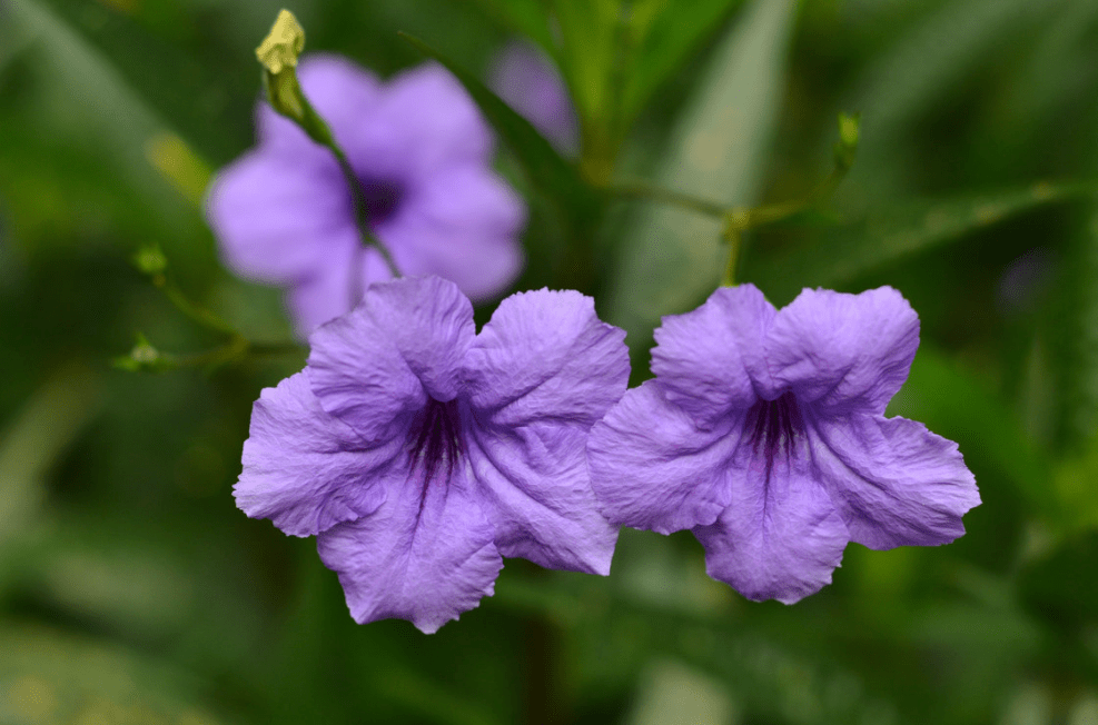 曼妙摇曳翠芦莉紫色花海花开烂漫