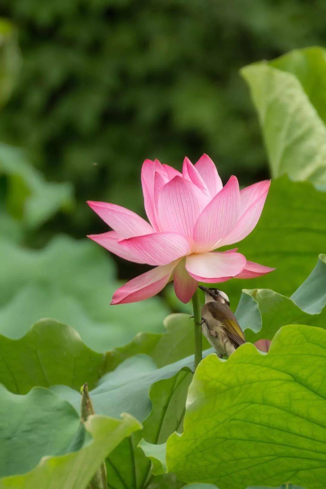 心似蓮花開夏日賞荷美醉了