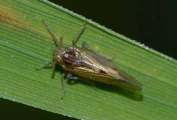 害虫,近年来对水稻造成巨大危害,目前在我国迁飞为害的主要种为褐飞虱
