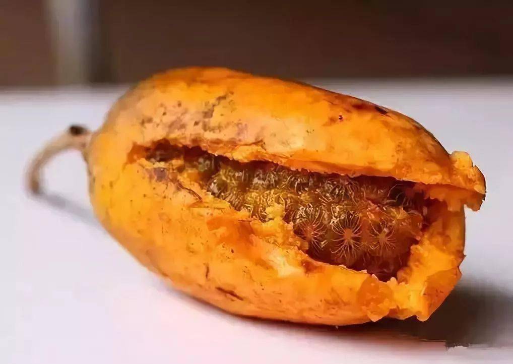 饭 萝 肚苜 宿 草圆 子鸡公蛋饭头督(风流果)紫林子石光子剥壳藤子龙