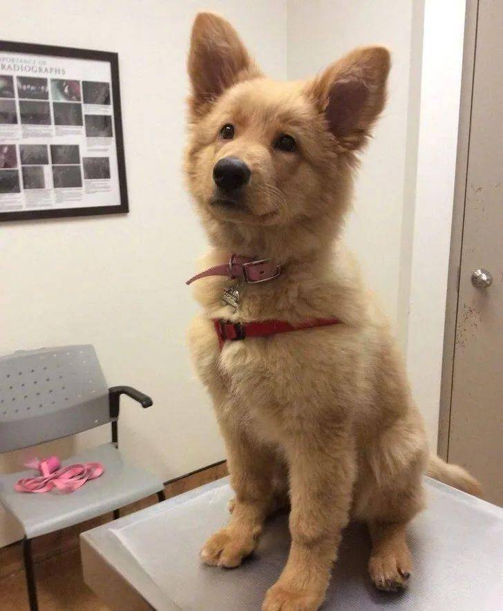 (德牧和金毛的混血宝宝) 返回搜