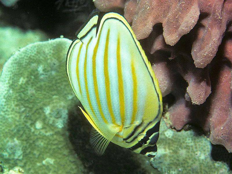 物種圖冊-華麗蝴蝶魚