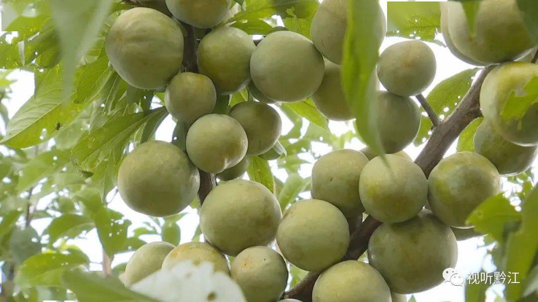 黔江青脆李成熟采果正当时