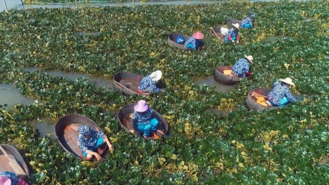 采菱日当午阿姨们湿透南湖菱开采