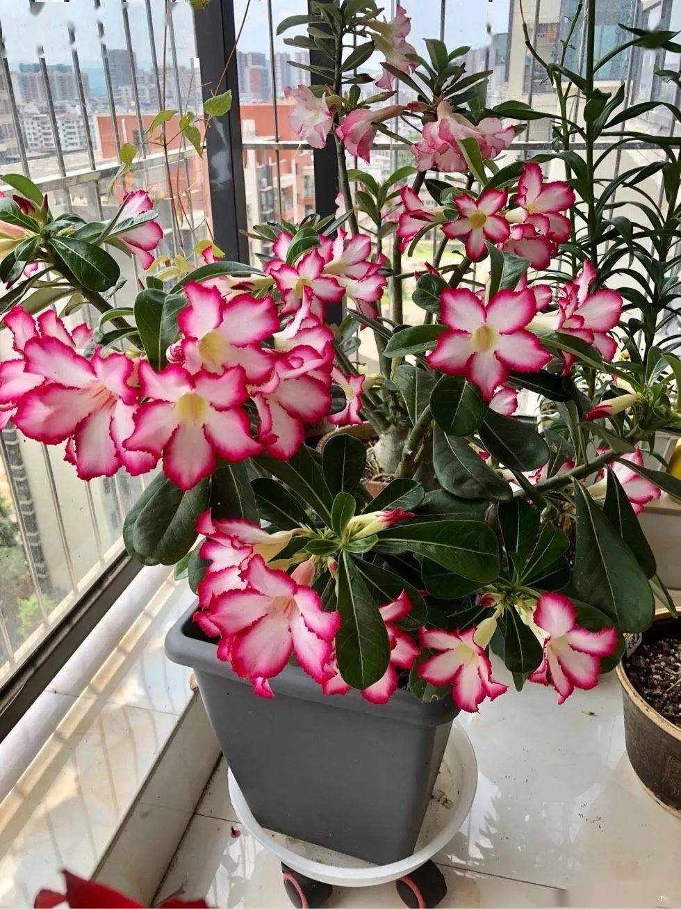 沙漠玫瑰还是喜欢单瓣的,容易爆花公众号转载请联系原作者坐标:广东