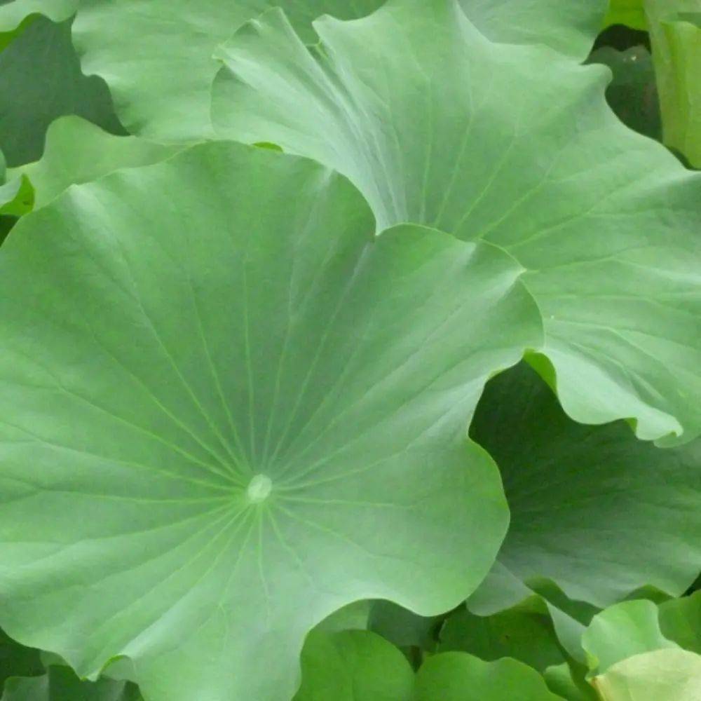 荷叶减肥又该怎么食用呢?教你两招!_手机搜狐网