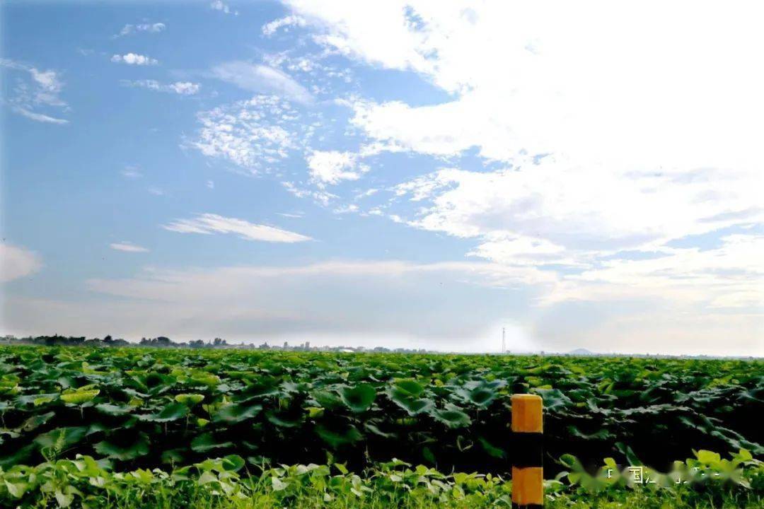 槐林镇露蝉声渐咽秋日景初微