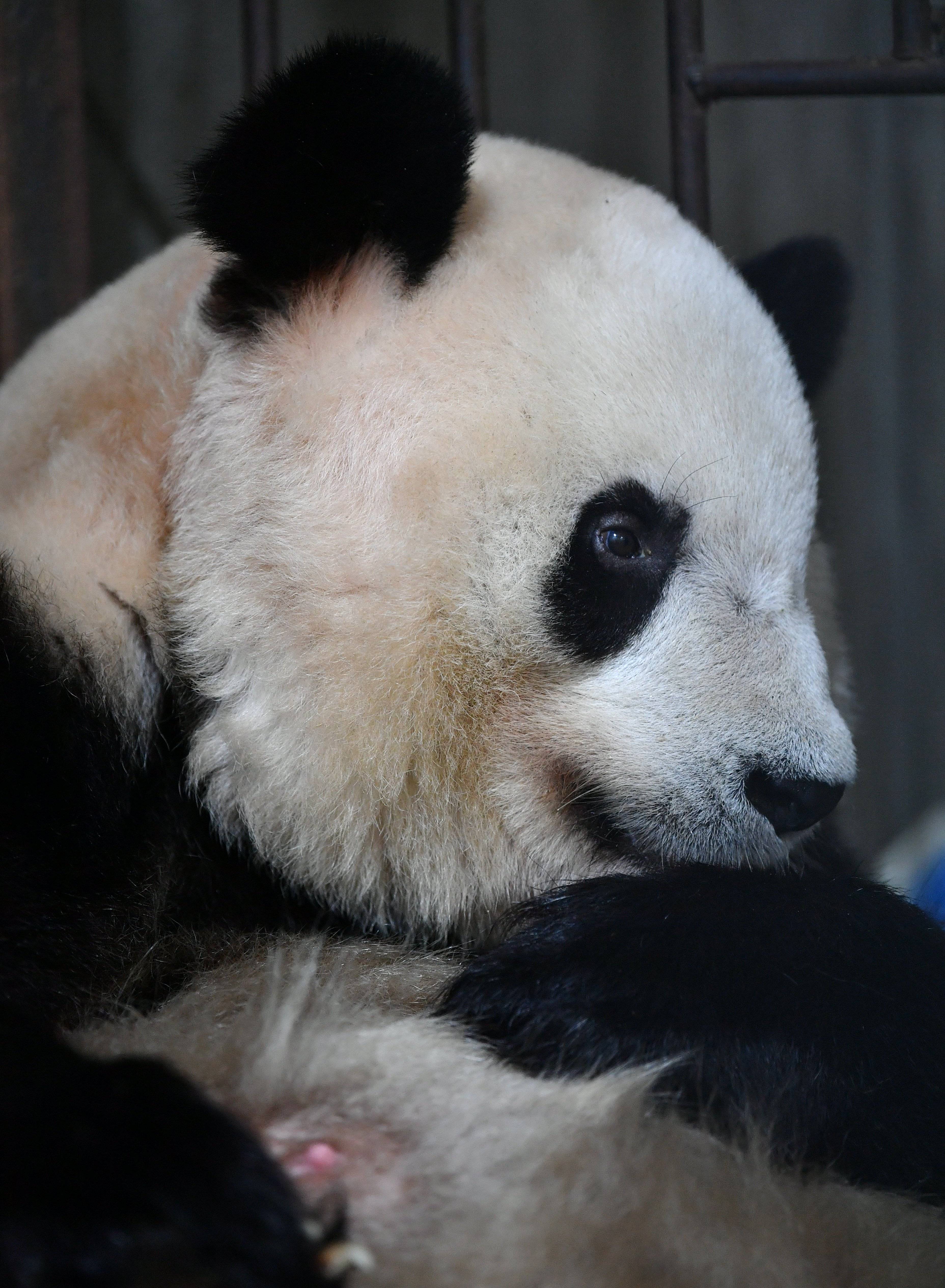 陕西秦岭大熊猫野外种群密度居全国之首 每百平方公里栖息10只大熊猫 _大公网