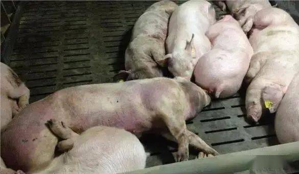 由于本病最早发生于非洲地区,因此称为非洲猪瘟.