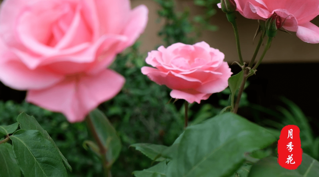 南充市"市树,市花"评选之候选市花:月季花