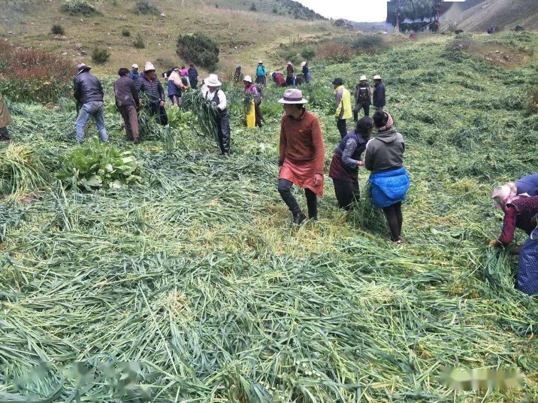 实施"人工种草"产业扶贫以来,都瓦乡扎根村饲草长势良好,扎根村全体