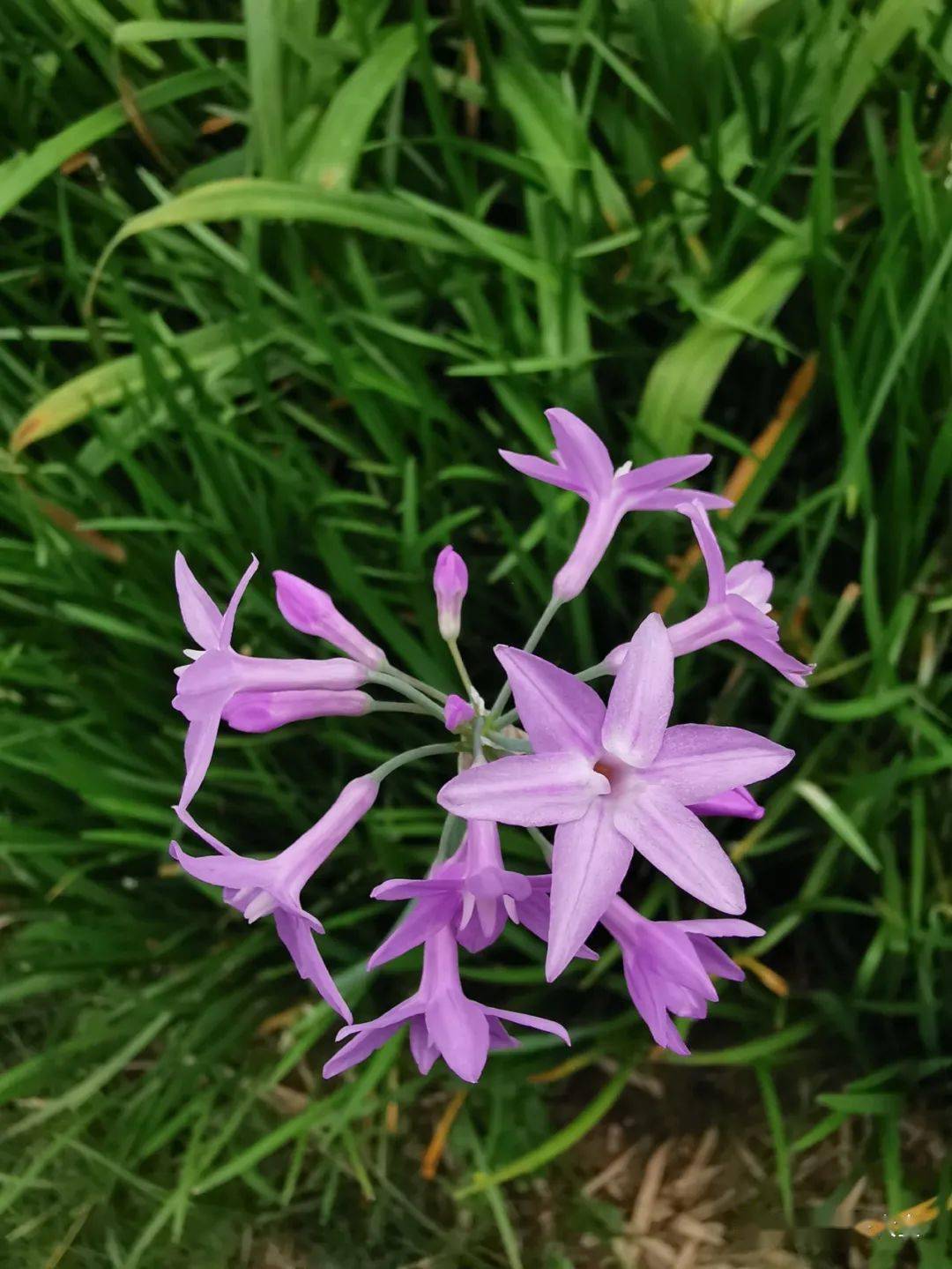 漂亮的紫娇花耐热耐晒又好养能吃能赏还能驱虫