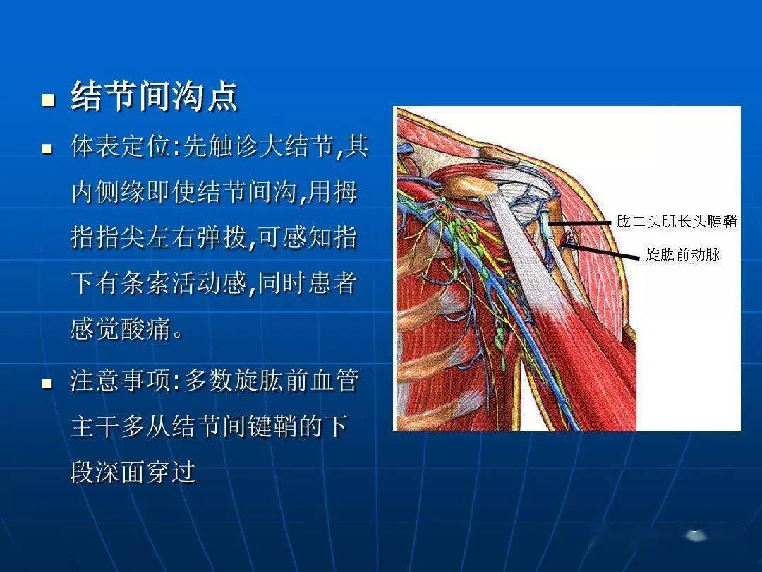 解剖肩關節應用解剖