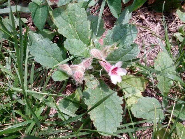 农村遍地都是野生地黄专治糖尿病高血压耳鸣少有人知
