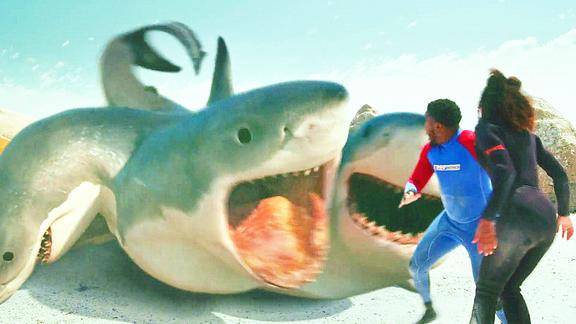 四头鲨 来自搜狐网