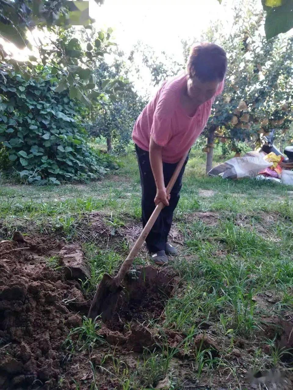 秋季施肥时大量断根对果树究竟好不好