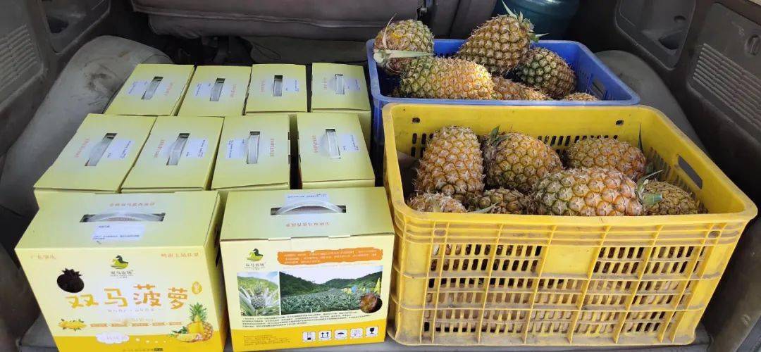 高要区禄步镇双马菠萝收获季志愿服务送上门