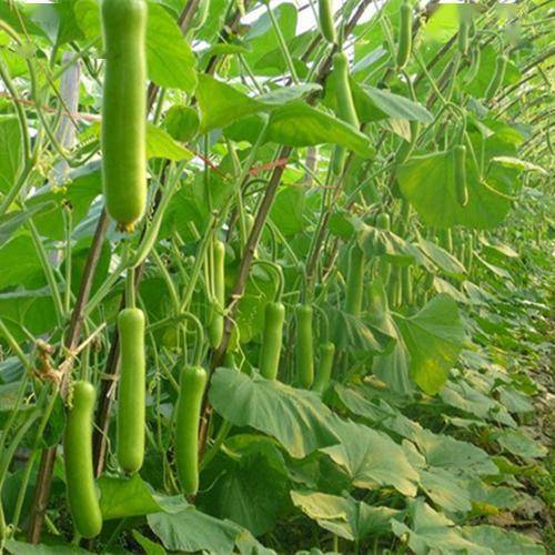 农民种瓠瓜,避免出现化瓜不结瓜,建议做好这3点,瓠瓜能结满架