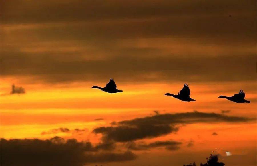 惊鸿照影凄美爱情的滋味外二首