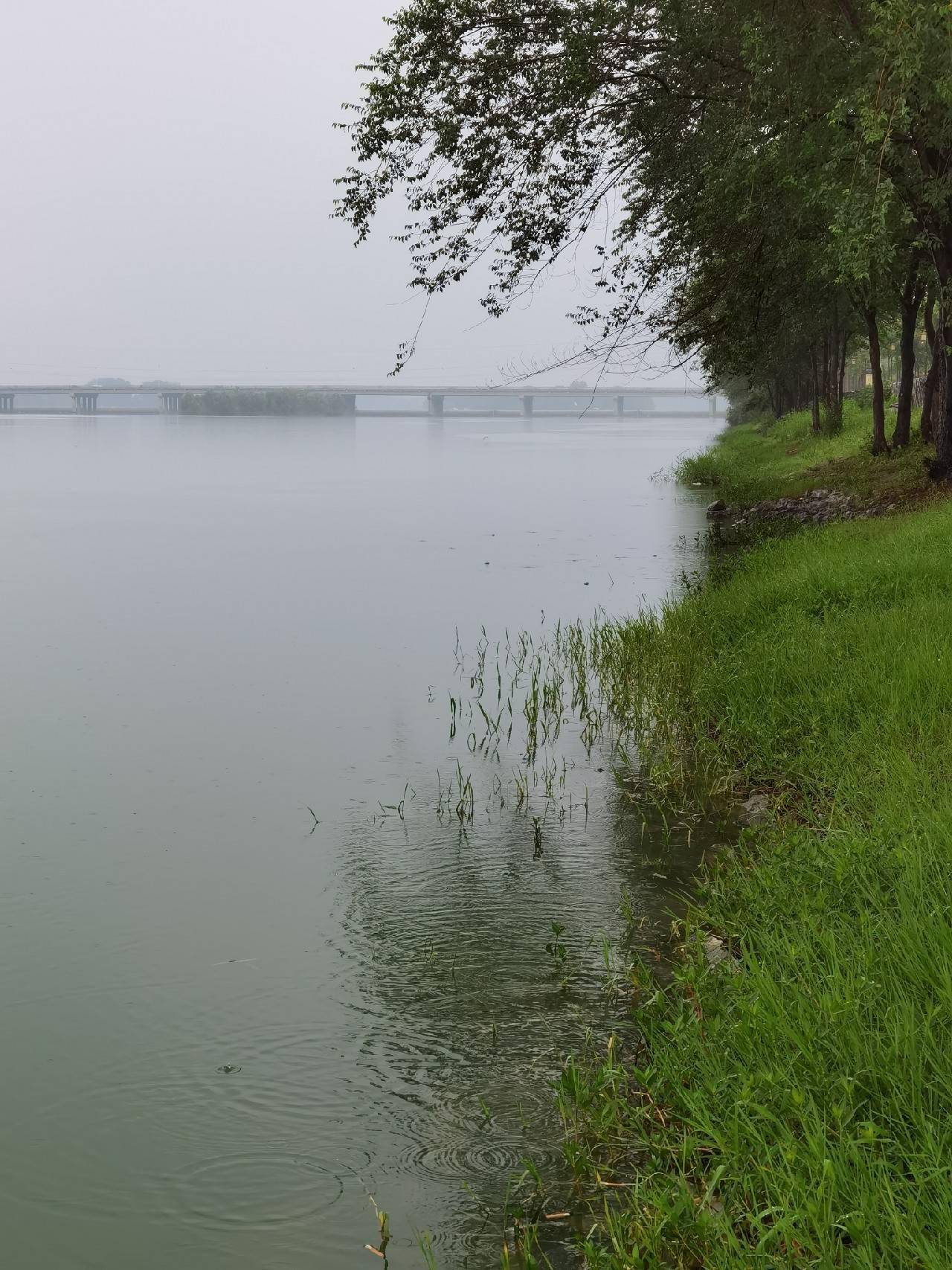 处暑后作钓大河边鱼口那叫一个欢