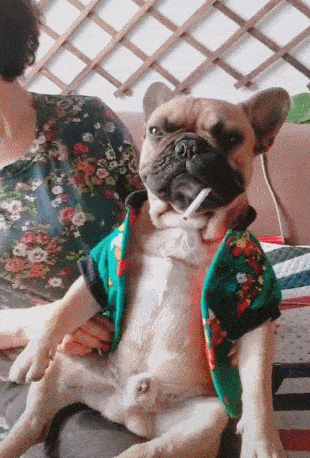 狗狗被打扮成大佬嘴里叼着一根烟网友拽得不行