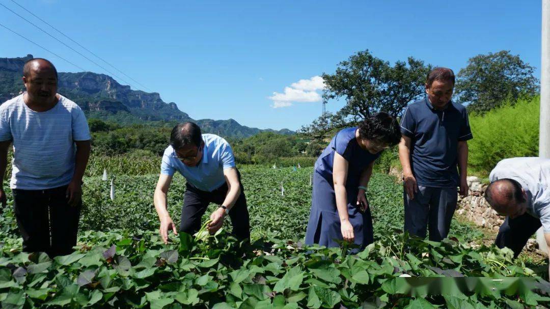 扶贫攻坚田间地头深调研打好红薯产业牌